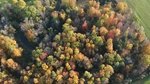 Foliage